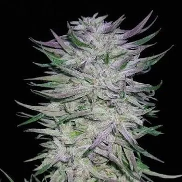 Deep Chunk