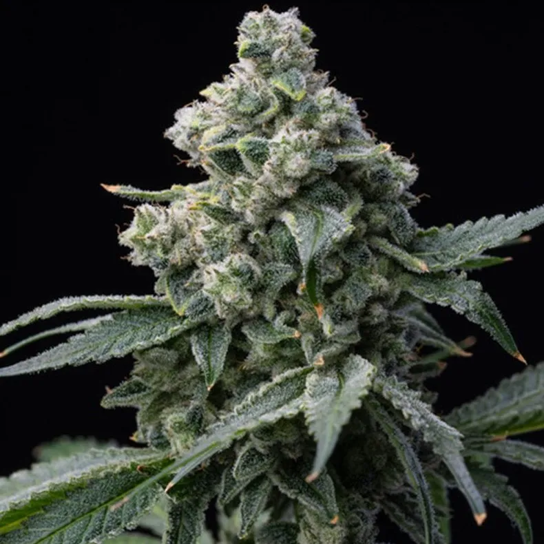 Dr. Grinspoon
