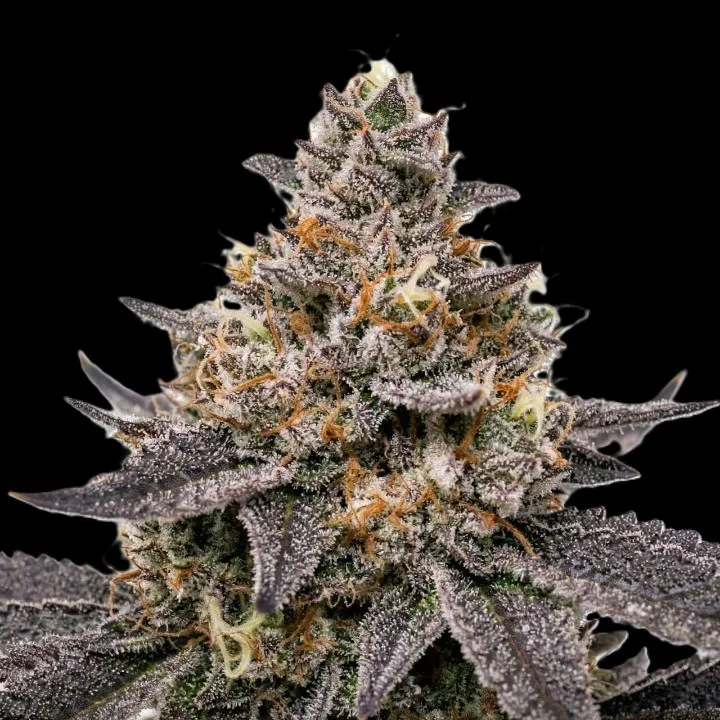 Dulce De Uva