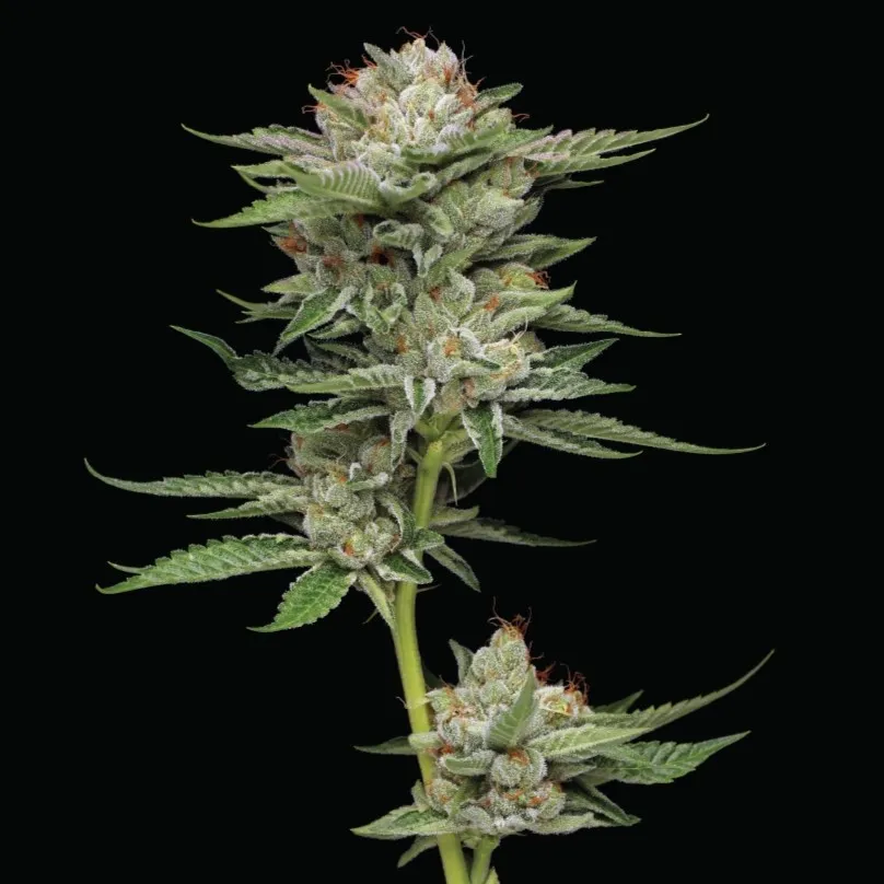 Durban Cheese