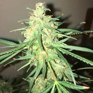 Durban-Thai Highflyer