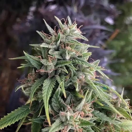 Ethiopian Highland