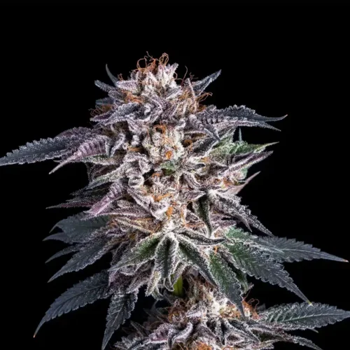 F1 Durban