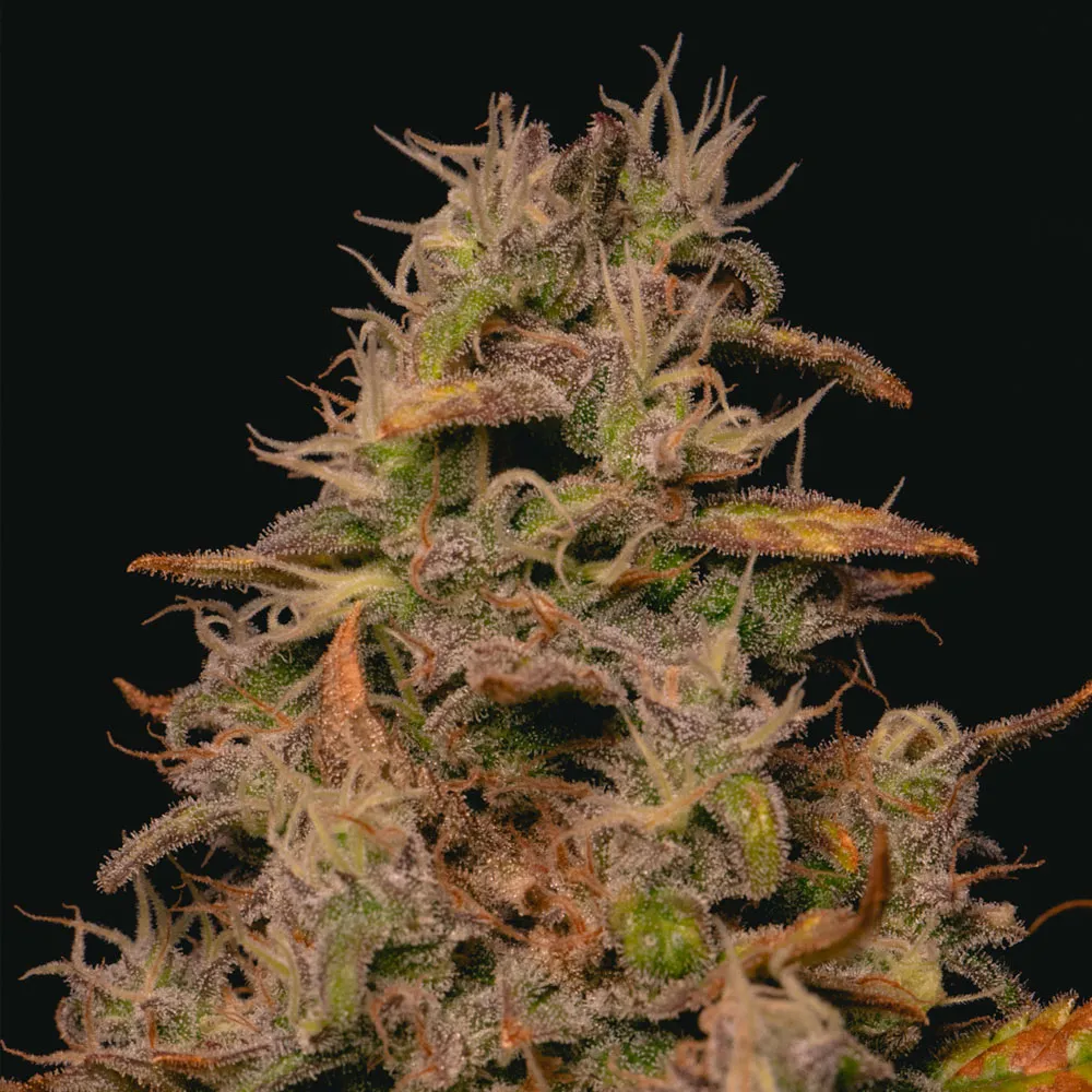 Forbidden Fruit