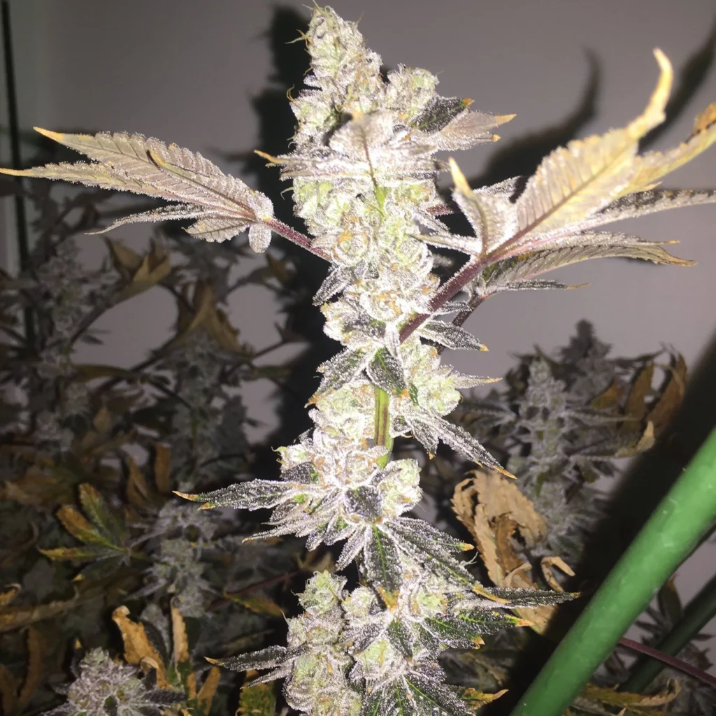 Forum Cut GSC