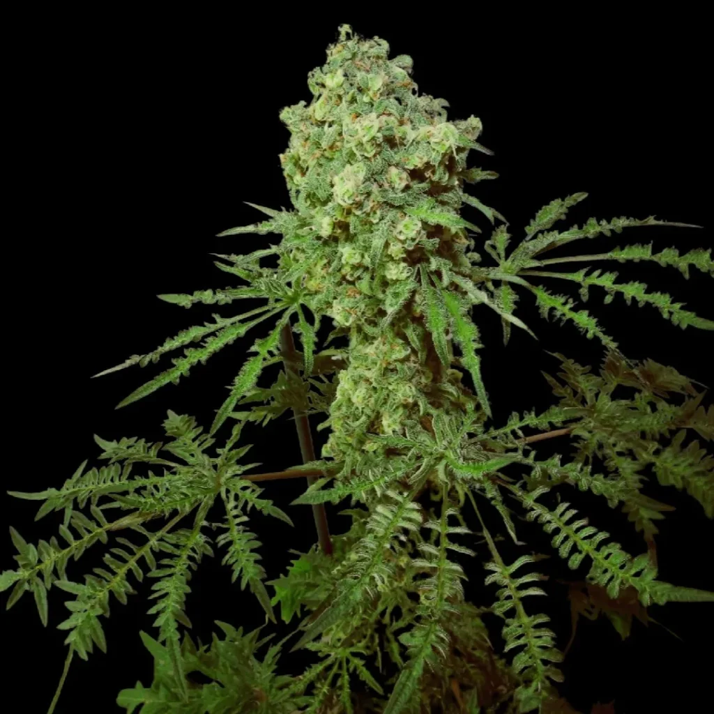 Friki Queen F4