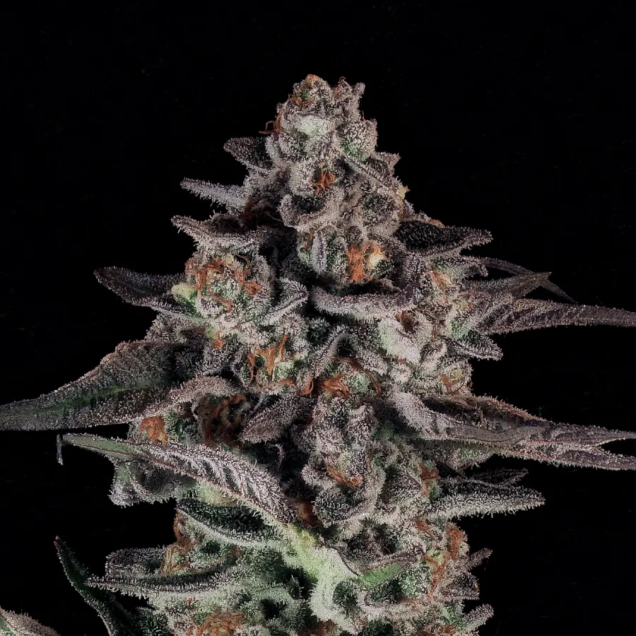 Fruit Loops (BeanFiendz)