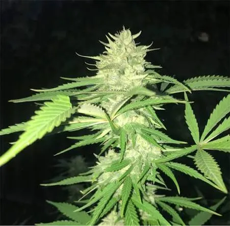 GG5
