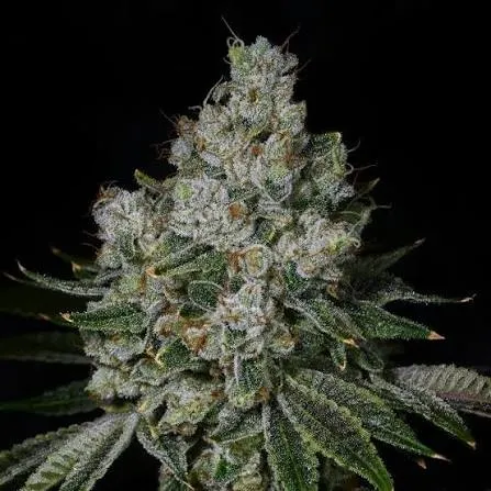 Garlic Breath