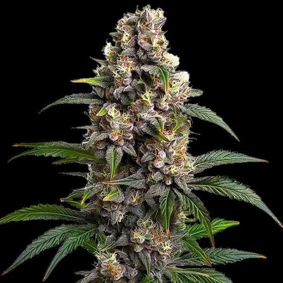 Godfather OG
