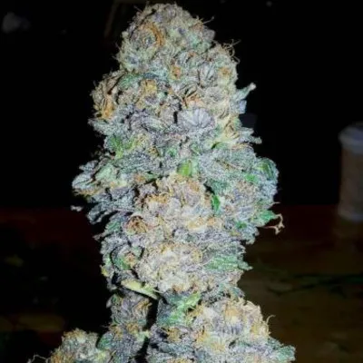 God’s Gift