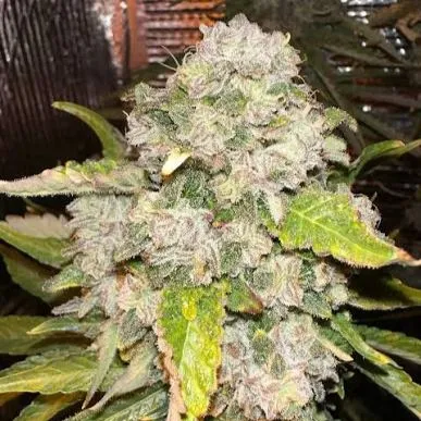 Gorilla Bomb