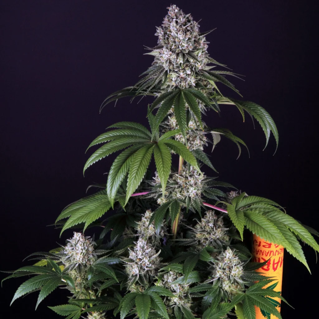 Gorilla Zkittlez