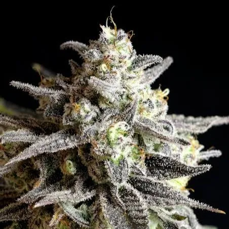 Grape Gasoline