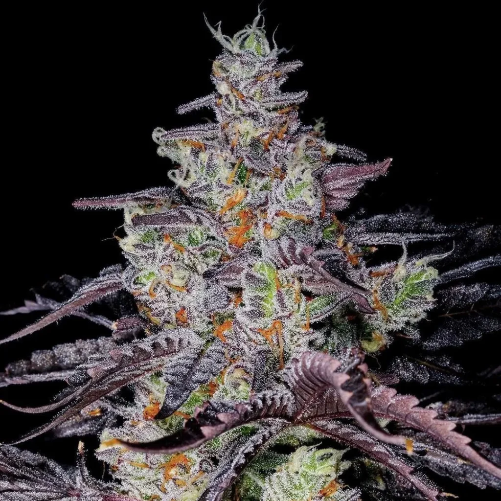 Grape Pie