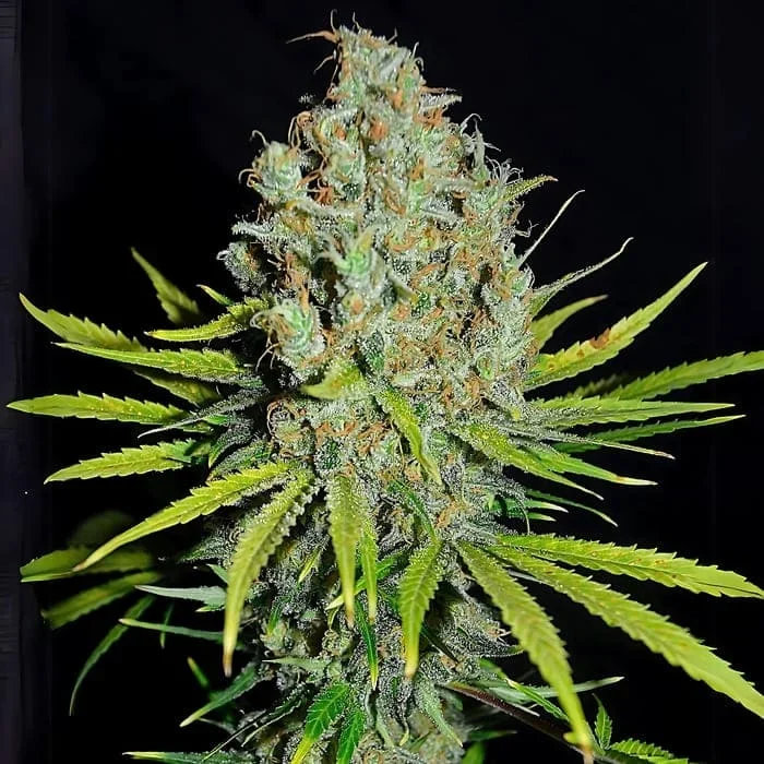Grape Stomper