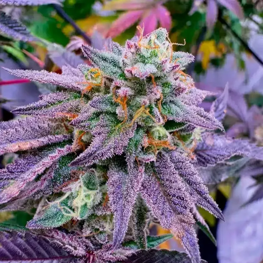 Grapefruit