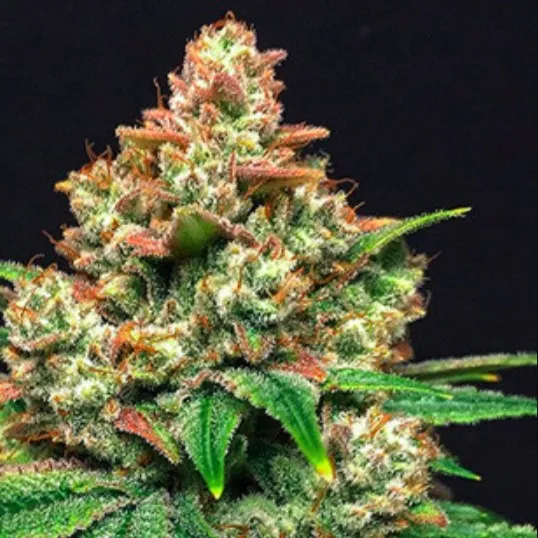 Grease Monkey
