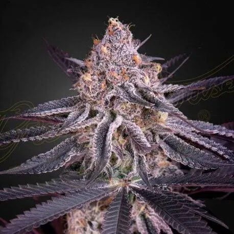 Great White Shark