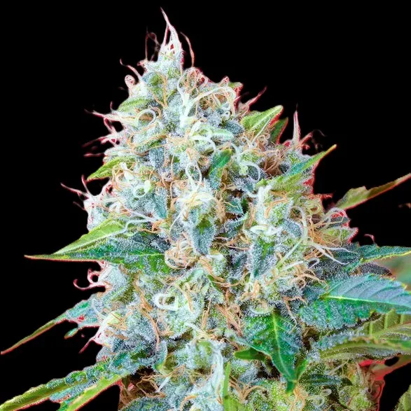 Green Poison