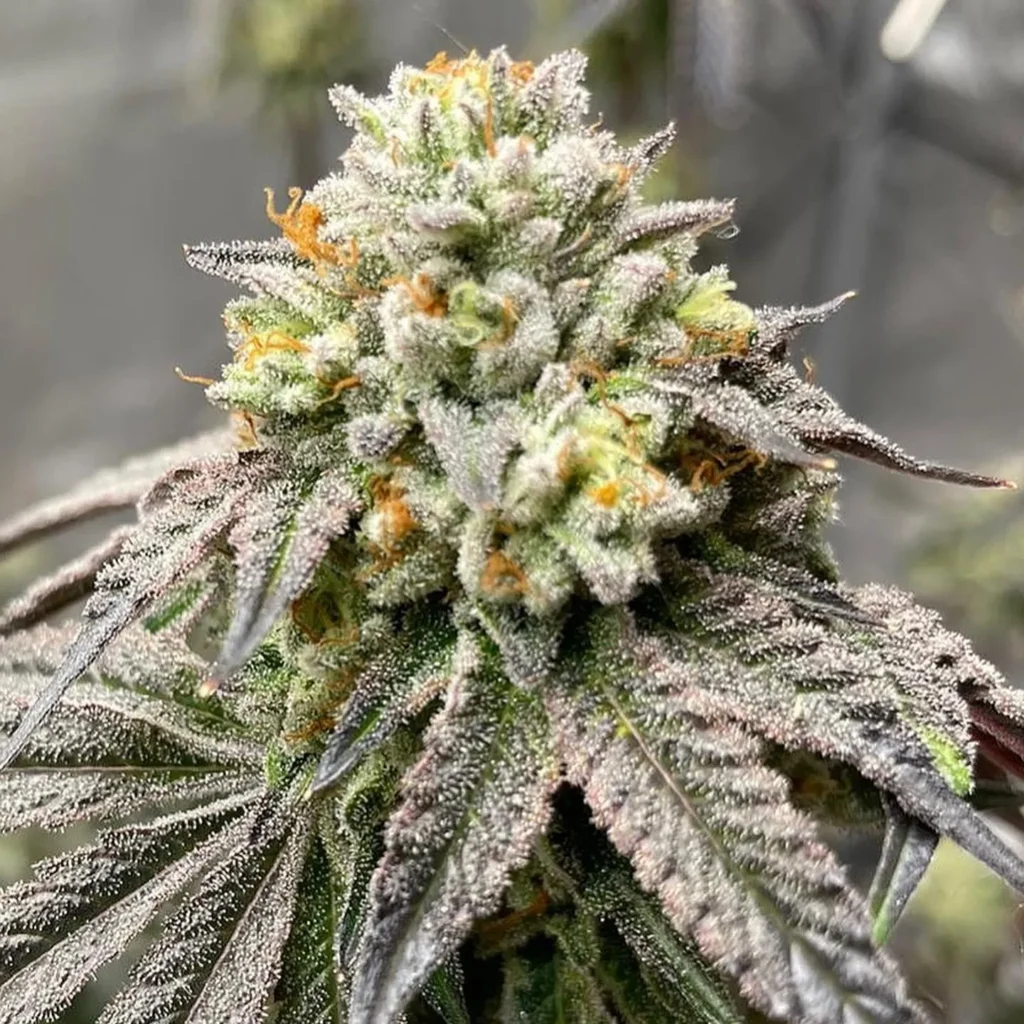 Guava Gelato