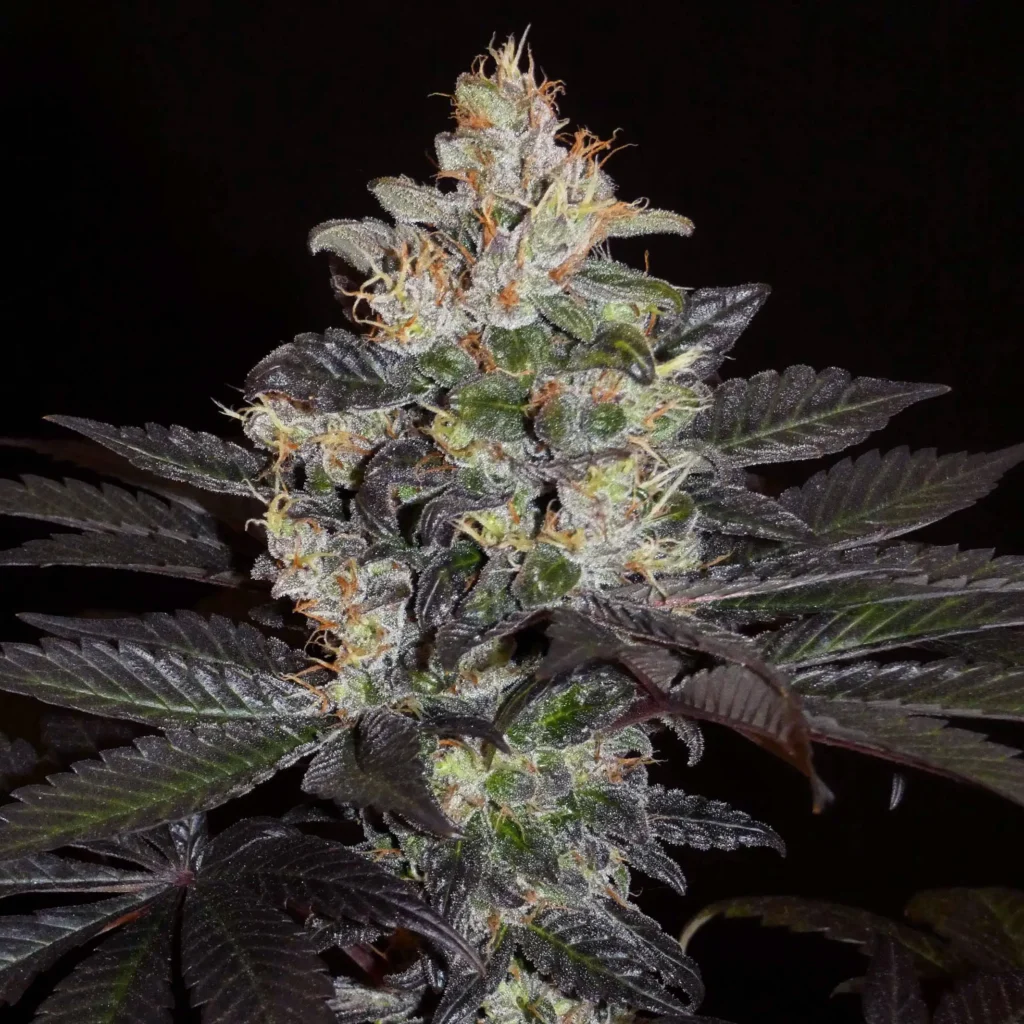 Hash Plant