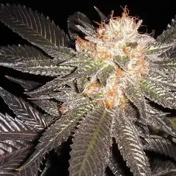 Hawaiian Punch