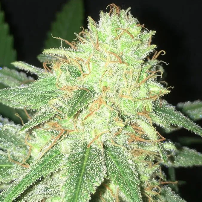 Hawaiian Sativa