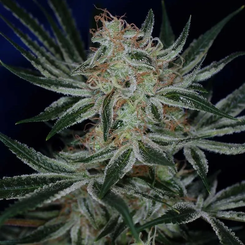 Jack the Ripper