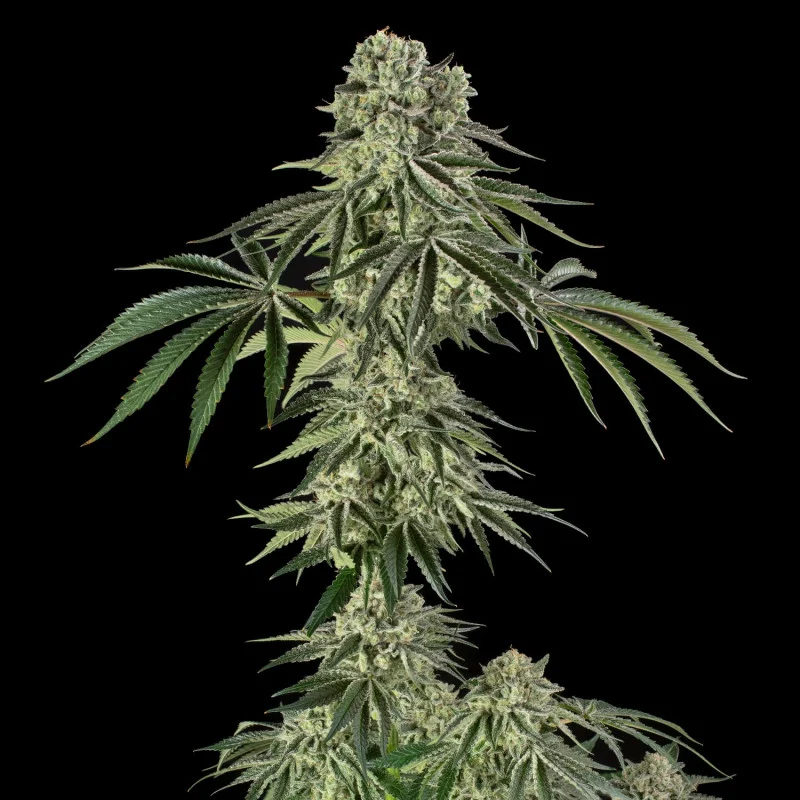 Jamaican Blue Mountain