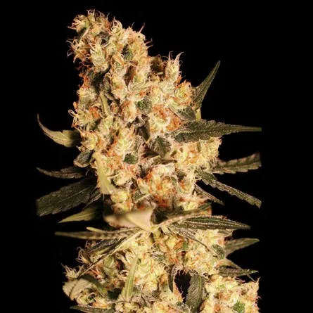 Jamaican Dream