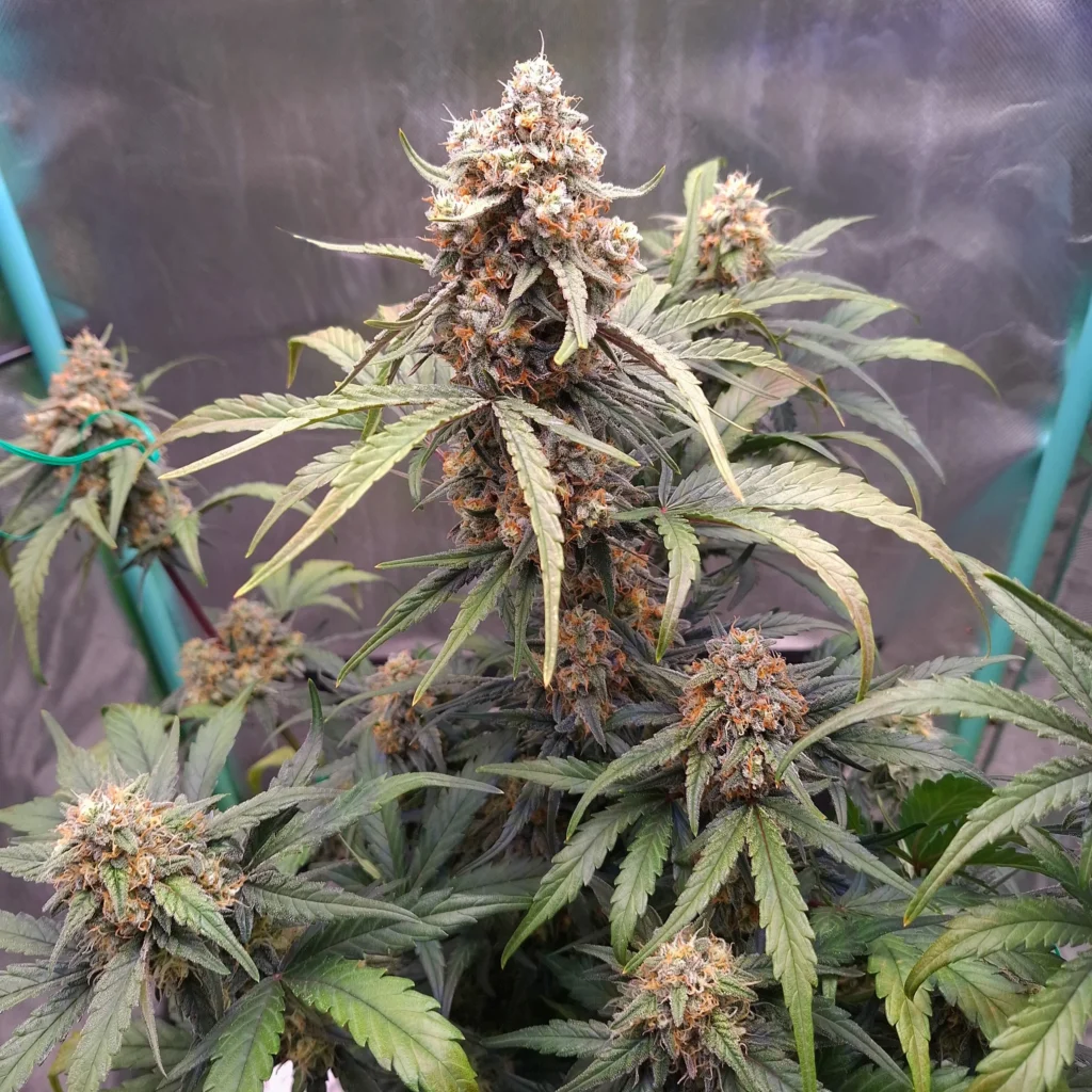 Jamaican Haze