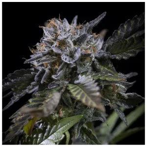 Jamaican Pearl