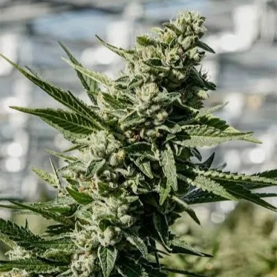 Jet Fuel Gelato