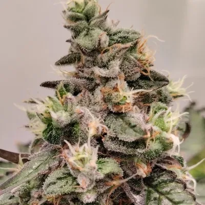 Kashmir Hash Plant