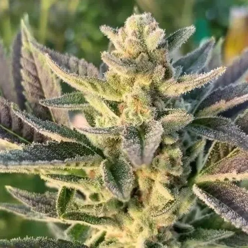 Kona Gold