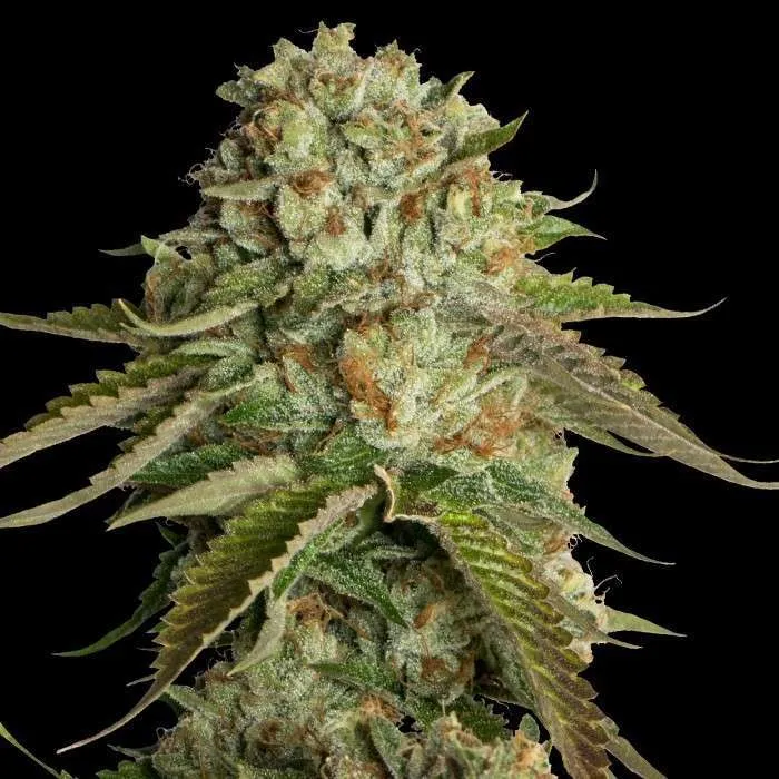 Kosher Kush