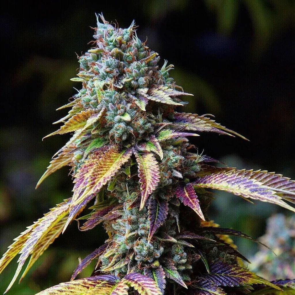 LA Confidential