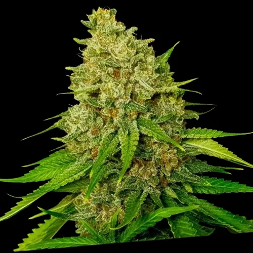 Larry OG