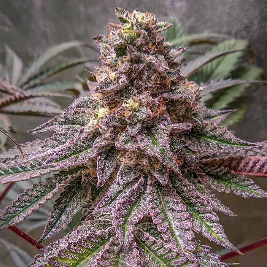 Lava Cake