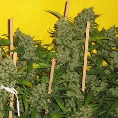 Legends Ultimate Indica