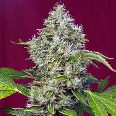 Lemon Kush