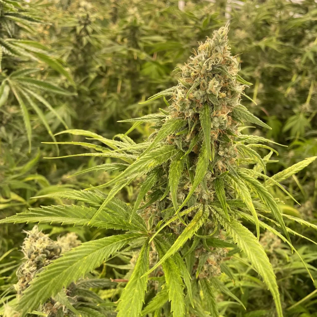 Lemon Thai