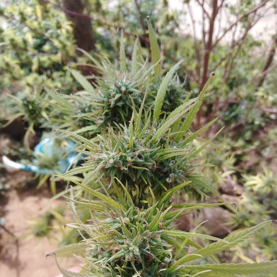 Lesotho