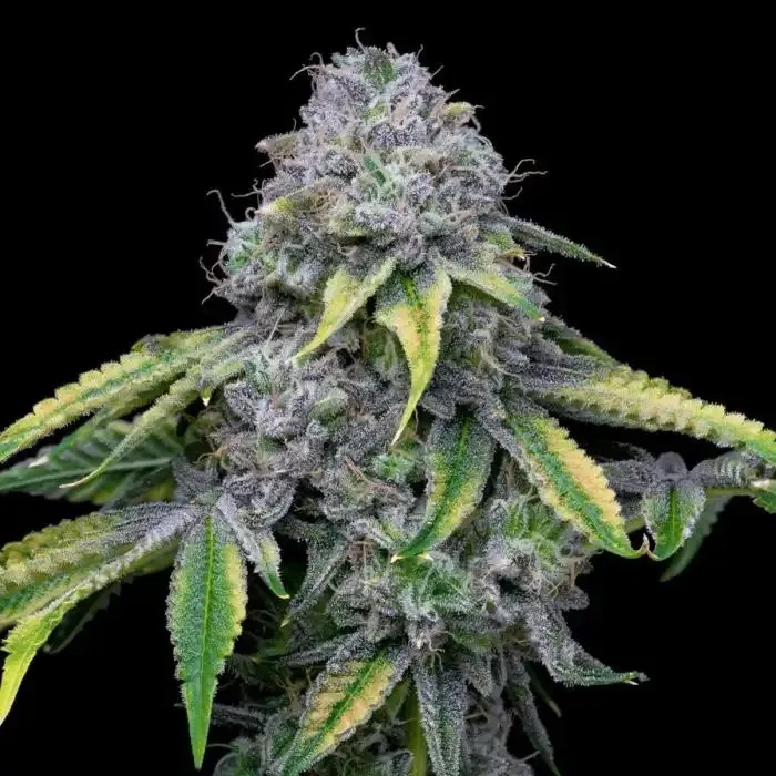 London Pound Cake #75