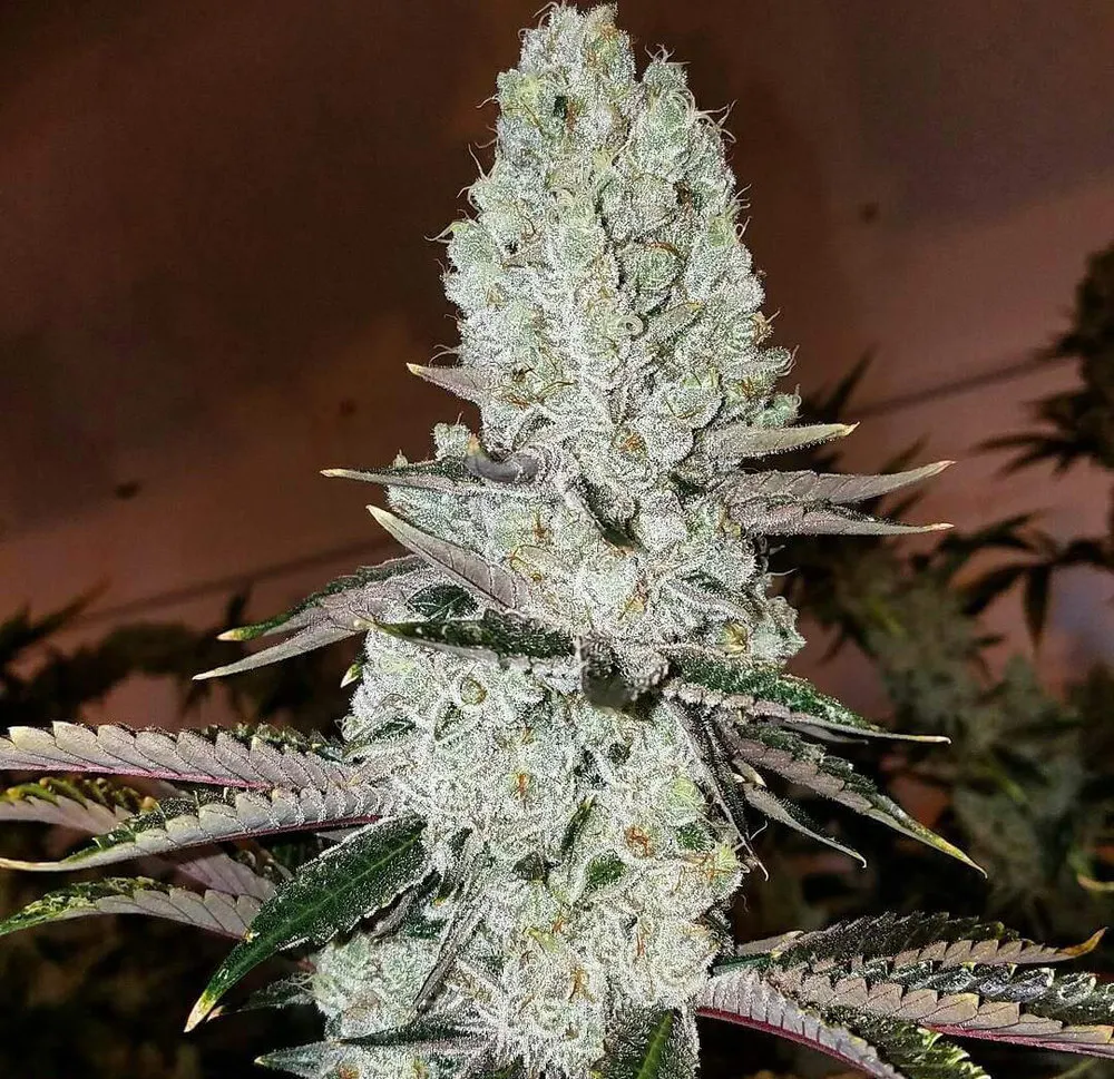 Mandarin Cookies