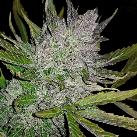 Mango Biche