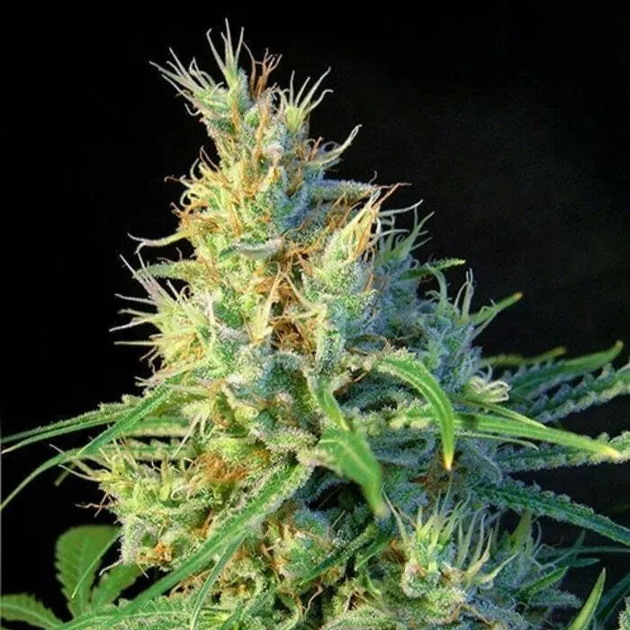 Maple Leaf Indica