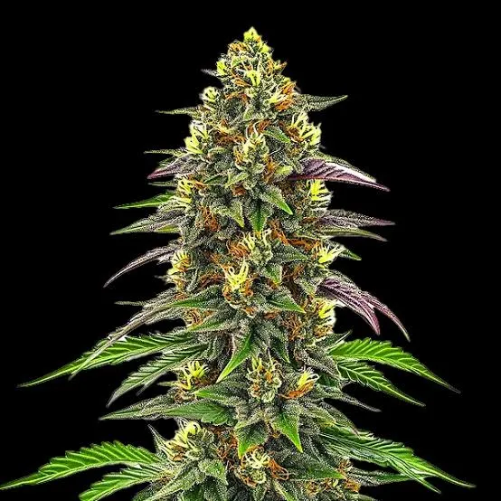 Maui Wowie