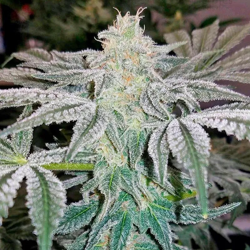 Mazar Kush